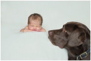 newborn baby boy and chocolate Labrador during baby session at home in Leigh